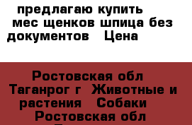предлагаю купить  1,5 мес.щенков шпица без документов › Цена ­ 3 000 - Ростовская обл., Таганрог г. Животные и растения » Собаки   . Ростовская обл.,Таганрог г.